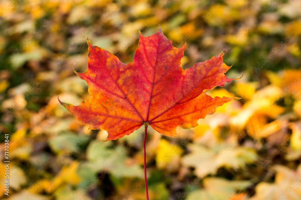 background of beautiful autumn maple leaves background of beautiful autumn maple leaves