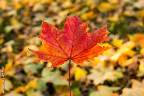 background of beautiful autumn maple leaves
