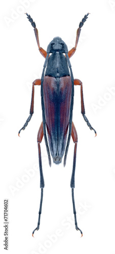 Beetle Pedostrangalia emmipoda photo