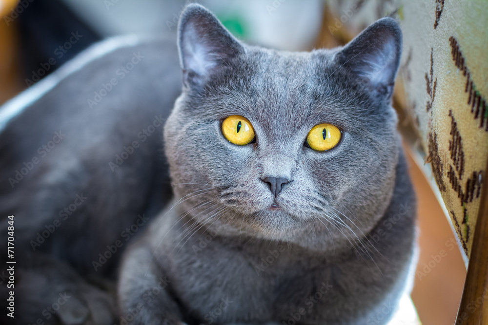 British Blue Shorthair Cat