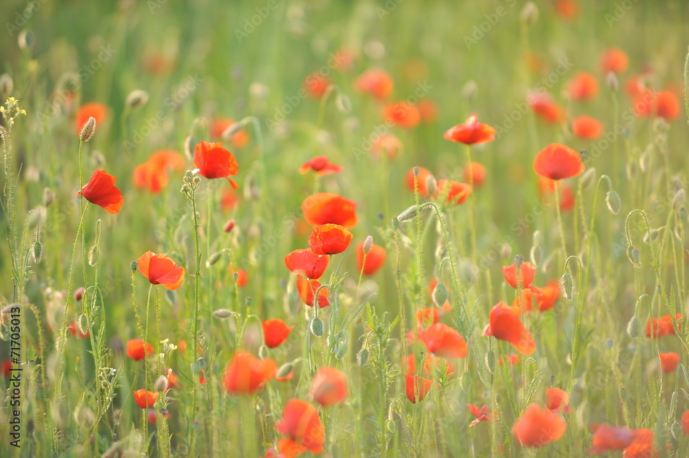 Red poppies with rose against the light, growing in the meadow.