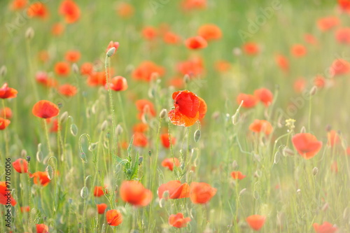 Background  Field of red poppies