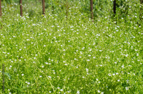 Fresh green meadow with little white flowers and insects