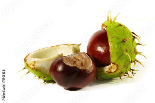 Horse-chestnut on a white background