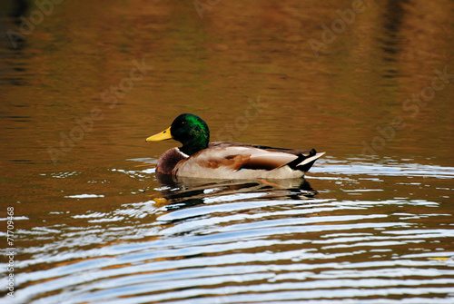 Male Mallard Duck Swimming in a Pond