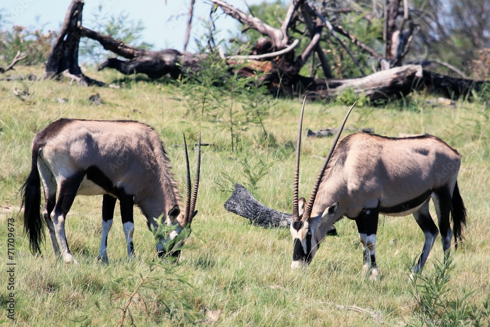 Two grazing African antelopes Oryx. Gemsbok Two grazing African antelopes Oryx. Gemsbok