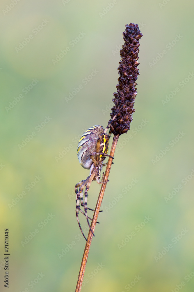 Argiope bruennichi