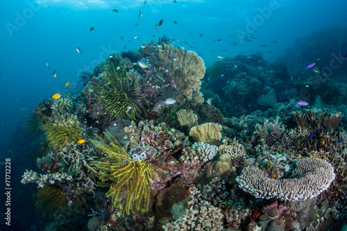 Diverse Coral Reef