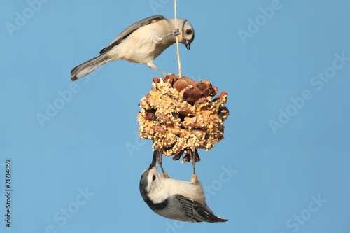 Photography Birds On A Suet Feeder