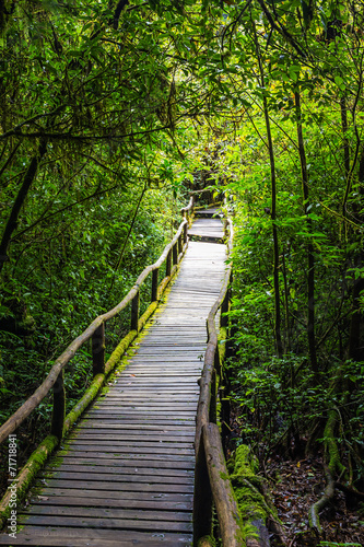 Wooden bridge in tropical rain forest