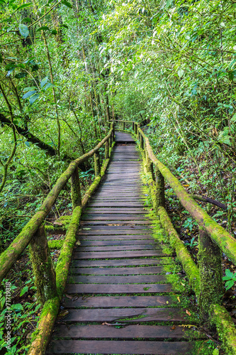 Wooden bridge in tropical rain forest © aireo