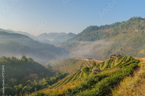Landscape of tea plantation at angkhang chiangmai thailand