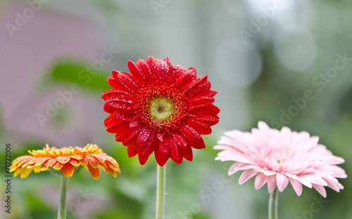 gerbera