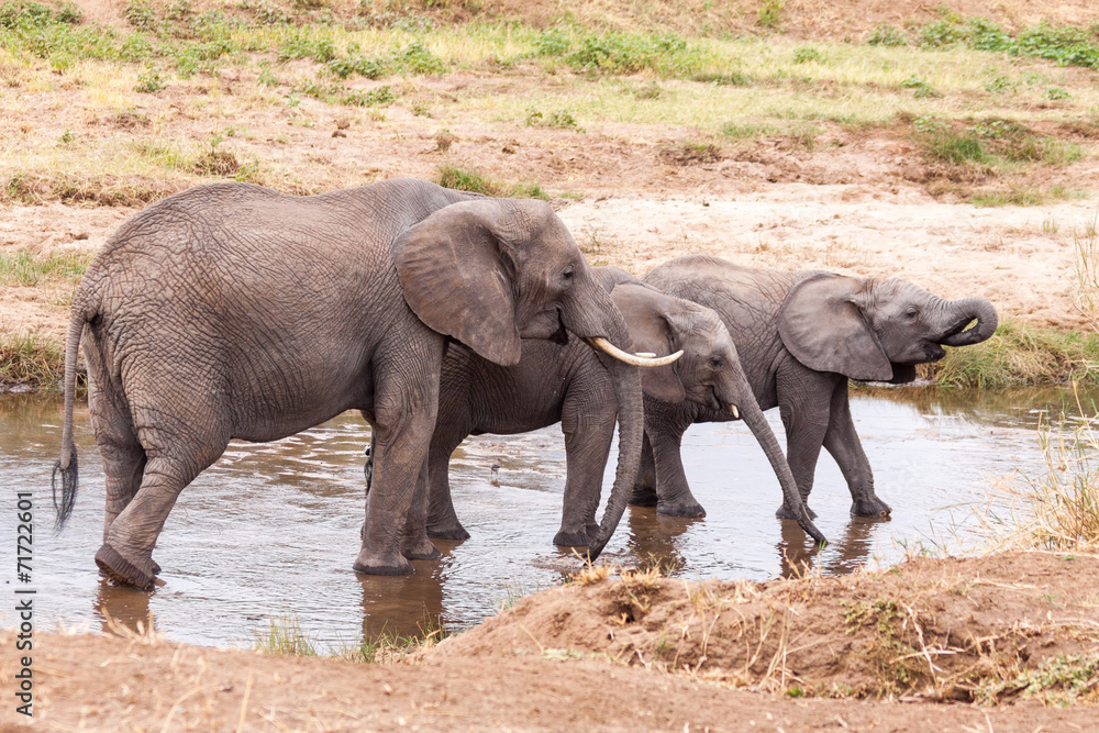 Fototapeta premium Elephant Family in the river
