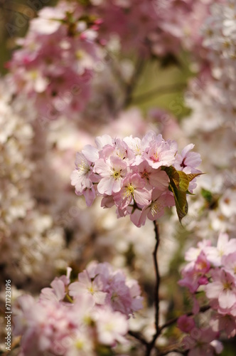 満開桜