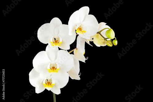 White orchid flowers isolated on black background