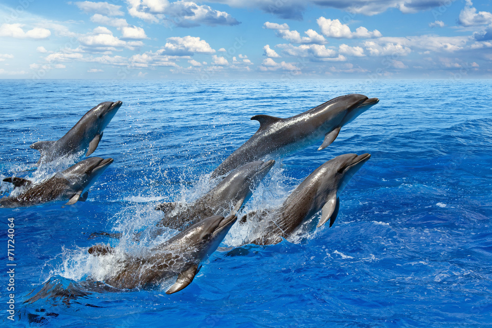Fototapeta premium Dolphin jumping
