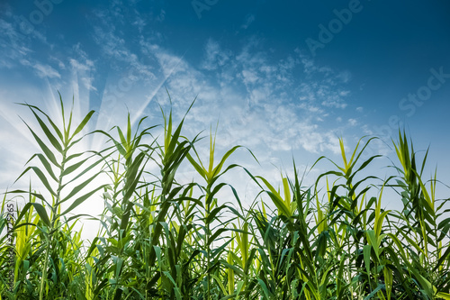 green reed grass and blue sky