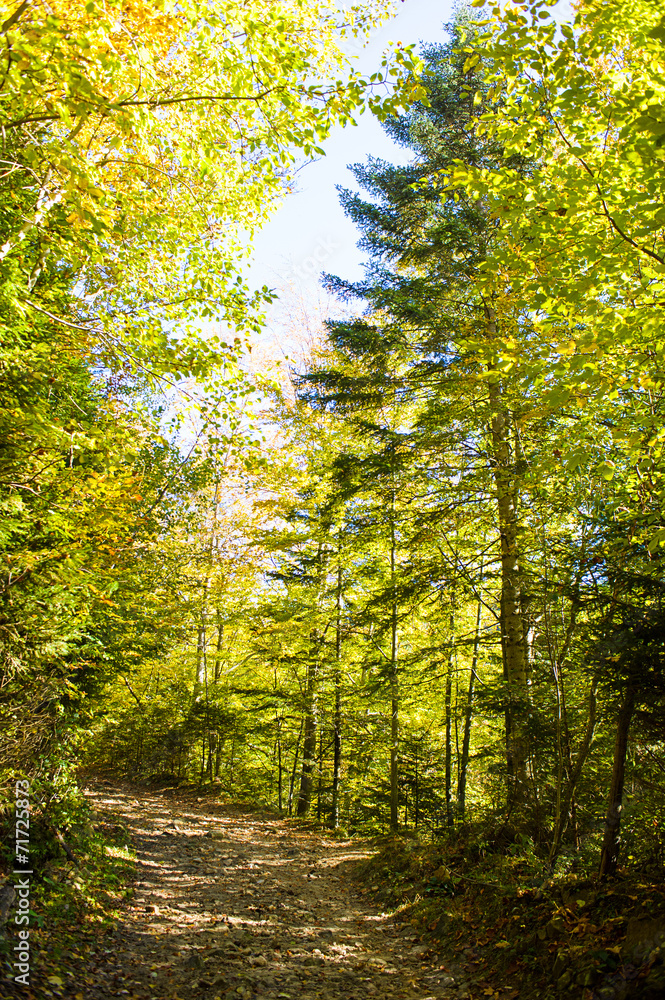 Fototapeta premium Autumn landscape in the mountains