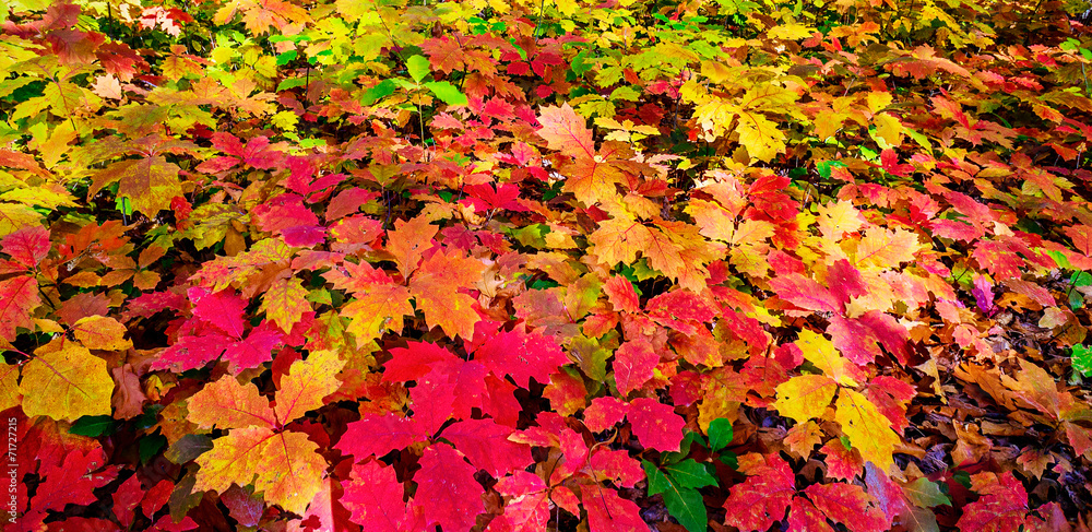 Wonderful carpet of autumn foliage. Wonderful carpet of autumn foliage.