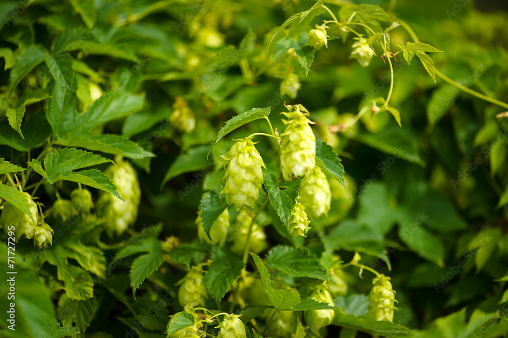 leaf hops leaf hops