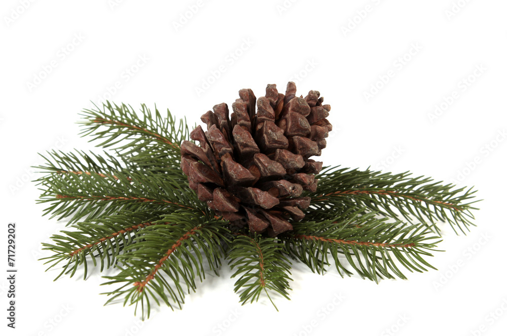 Big pine cone on the white background Big pine cone on the white background