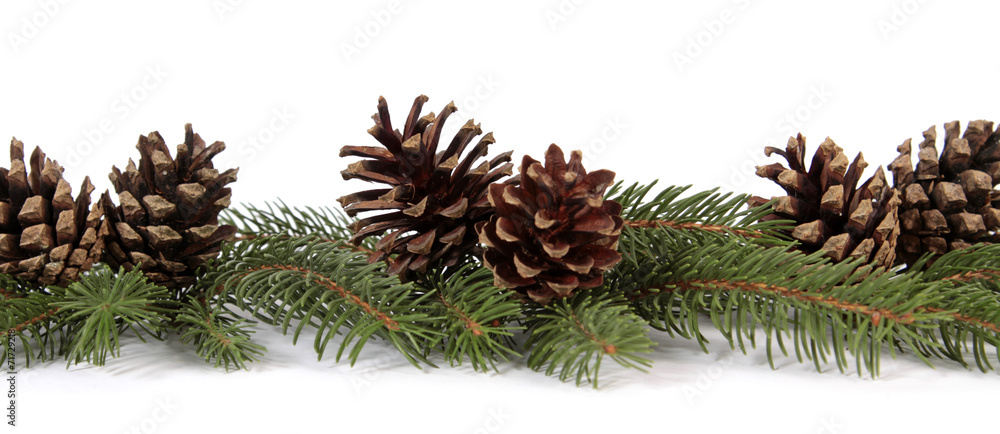 Pine cones on the white background