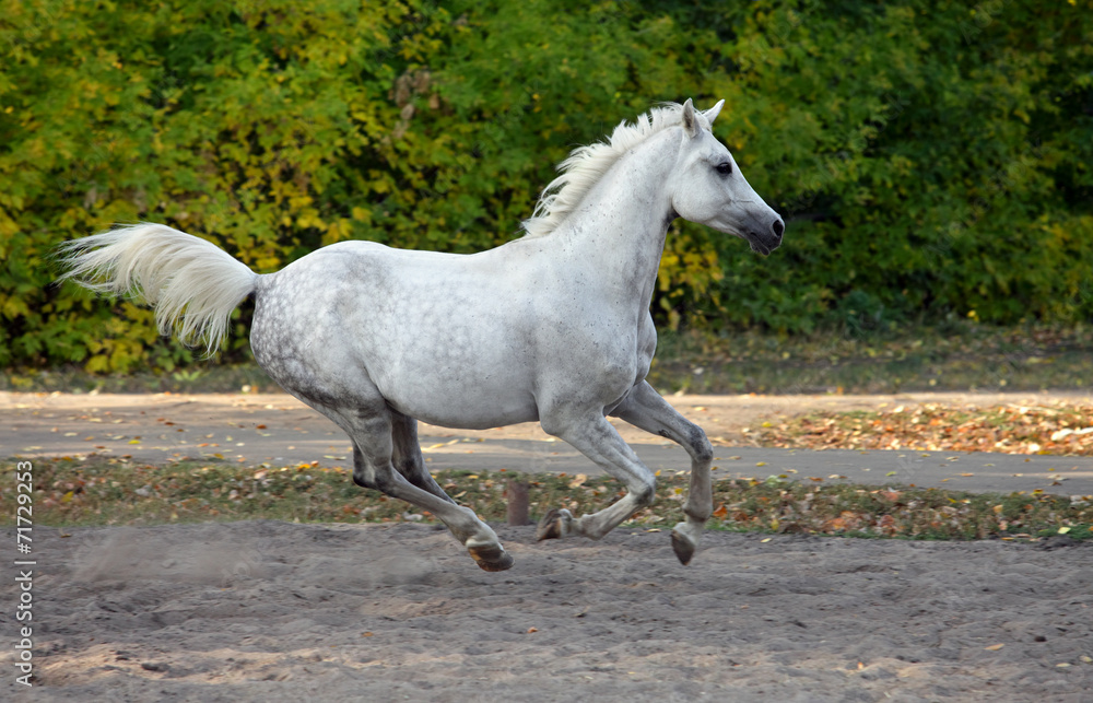 Gray arabian horse runs gallop in the farm - obrazy, fototapety, plakaty 