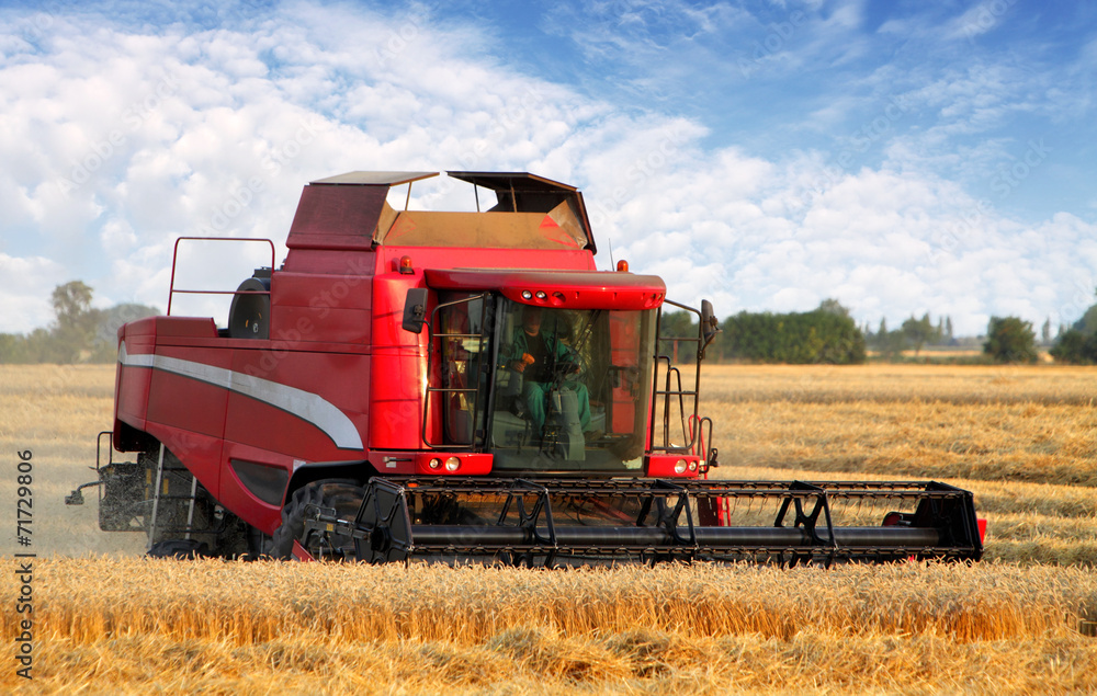 Fototapeta premium Wheat field with harvester