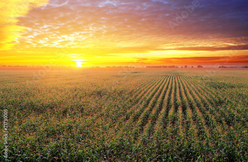 Corn field at sunset