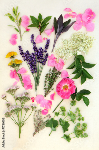 Medicinal Herbs and Flowers