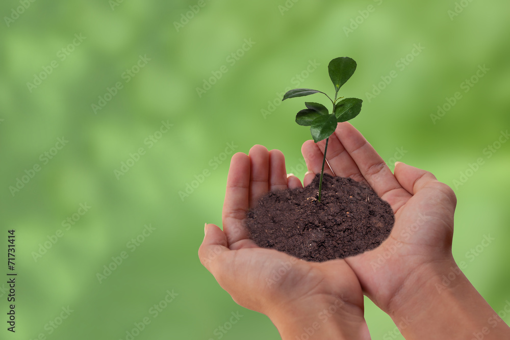 green plant in hand green plant in hand