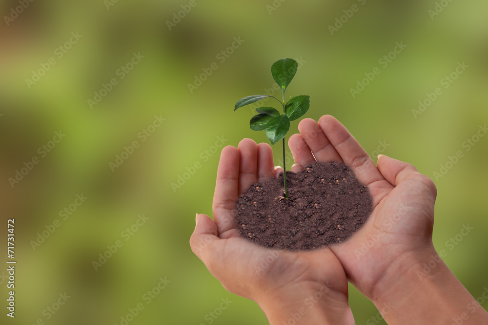 green plant in hand green plant in hand