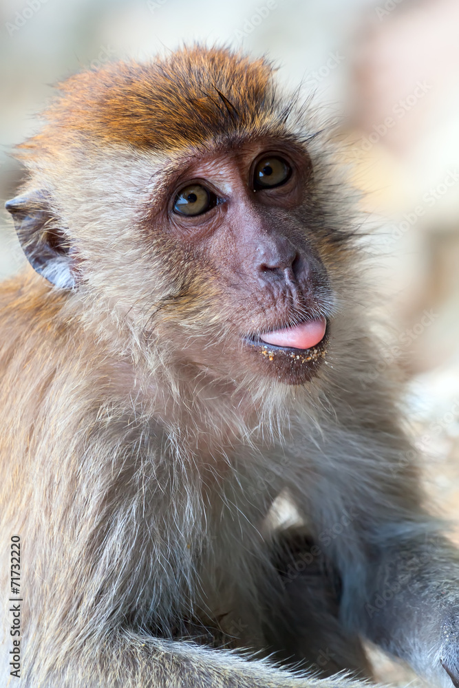 monkey portrait with language