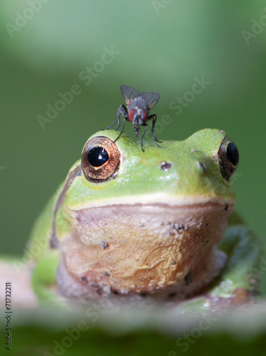 Hyla arborea photo