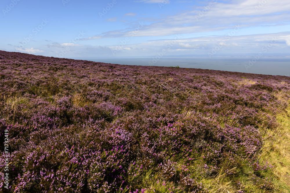 Fototapeta premium heather field in moor and Bristol channel, Exmoor