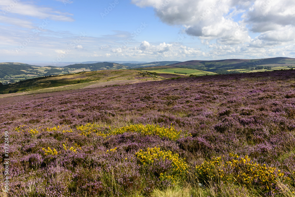 blossoming heather in moor, Exmoor blossoming heather in moor, Exmoor