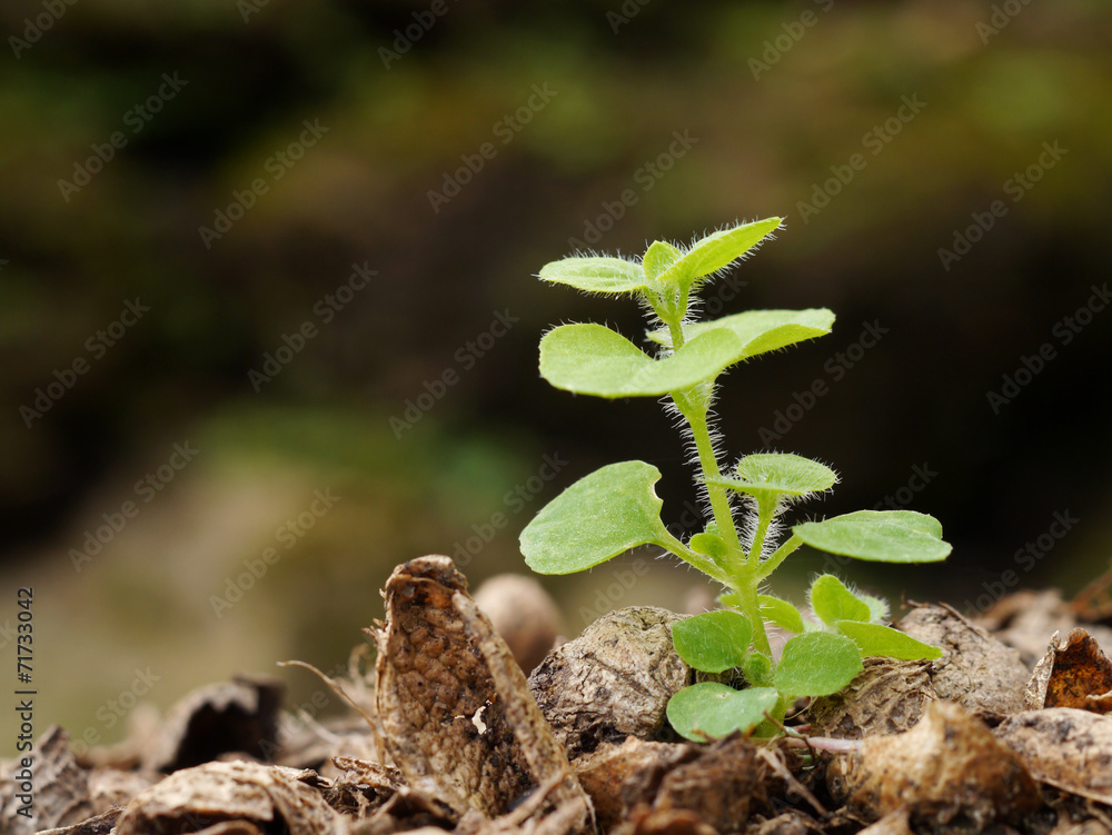 Fototapeta premium Young plant in the morning light