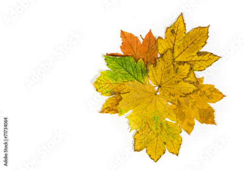 a composition of colorful maple leaves isolated on white