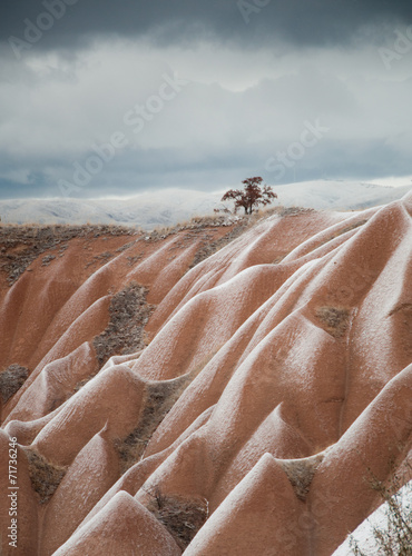 Lonley tree in Cappadocia