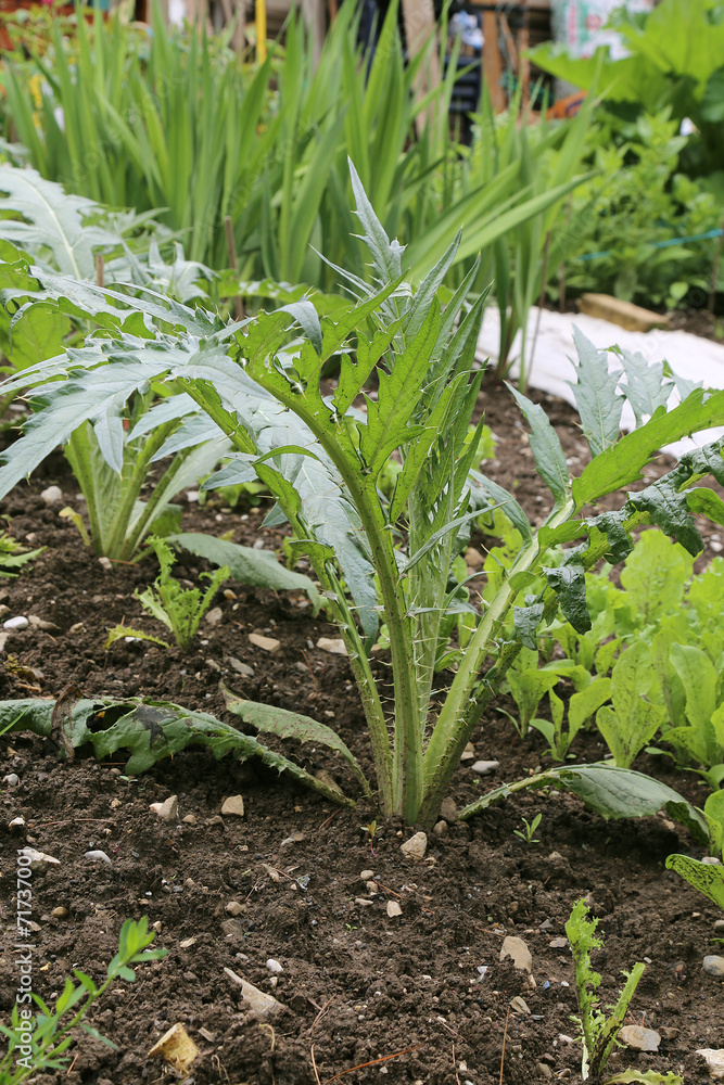 Obraz premium Cardons