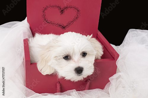 Cachorro de bichón maltés en caja. #71737017