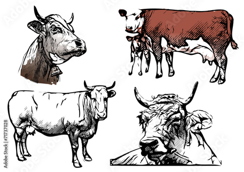 cow vector illustrations