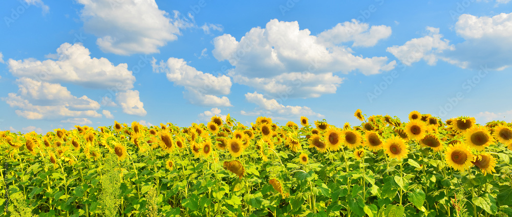 Sunflower background Stock Photo | Adobe Stock