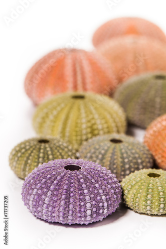 Sea Hedgehogs shells isolated on white Background