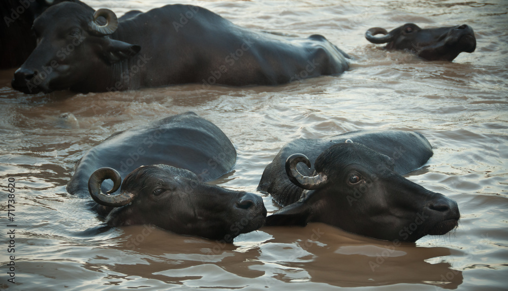 Fototapeta premium Cows bathing