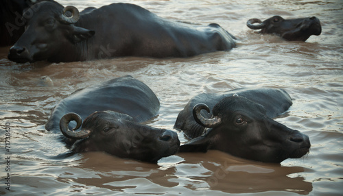Cows bathing