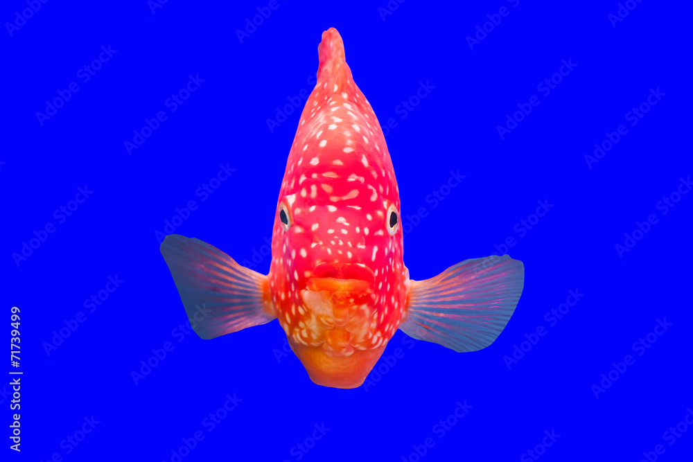 Fototapeta premium Flower horn fish