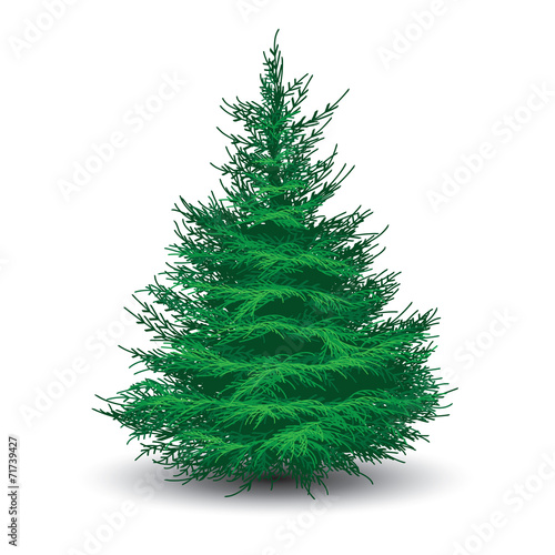 Green spruce tree