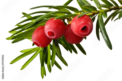 Zielona gałązka cisu z czerwonymi owocami na białym tle